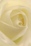 Let your senses wander into the gentle core of a cream-white rose, its spiraled petals wrapping around you in a comforting embrace, evoking the peace found in early mornings along Kennington Road. Each layer unfurls softly, its texture like the lightest brush of dew upon skin-delicate, cool, and full of life. The interplay of subtle shadows between the ivory curves creates quiet drama, all suffused with a luminous glow reminiscent of Kennington's tranquil green spaces. The atmosphere invites reverence and hope; this is the rose of fresh sympathy, of new beginnings, or admiration handed across a threshold. One can almost breathe in a faint, sweet fragrance, understated and pure, drifting through a local home or gracing a memorial by the Oval. The intimate perspective captures not just a single flower, but the emotion and meticulous artistry poured into every arrangement by Kennington Florist-making every delivery a gentle bridge between feeling and occasion throughout the local community.
